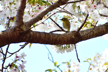 メジロと山桜 春爛漫
