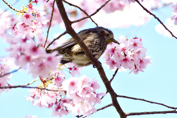 河津桜とヒヨドリ 春爛漫