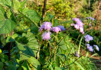 The beautiful photo of Goatweed flowers at field.