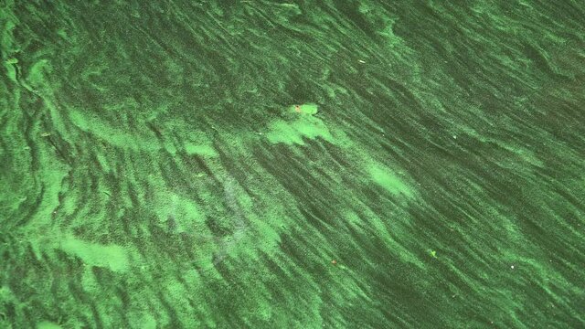 Tina and algae in water. 4K.