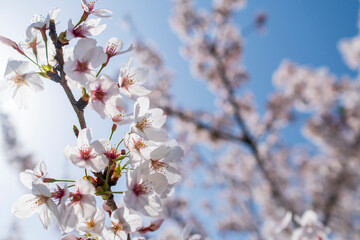 桜満開。Cherry Blossom blooming.