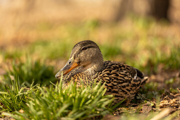 female mallard duck on a sunny day in the park