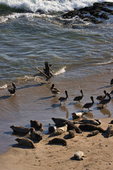 Obraz premium Seals and pelicans at Carpinteria seal sanctuary at sunset