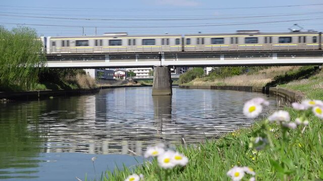 風に揺れる白い花と橋を渡る電車　春のイメージ