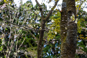 林業試験場樹木公園のコナラに新芽が出てきた