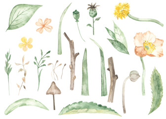 Watercolor set with leaves, grass, branches, flowers, mushroom, grass blades for insects