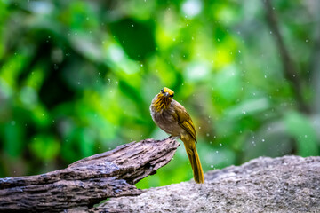 A beautiful bird in Thailand, Stripe-throated Bulbul.