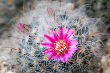 Pink flowers of the cactus species Mammillaria bocasana.