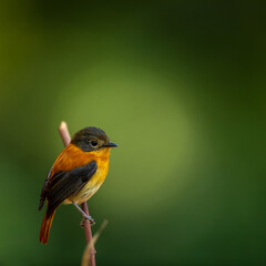 Black and Orange Flycatcher