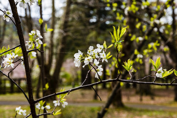 林業試験場樹木公園のスモモに花がつき始めました