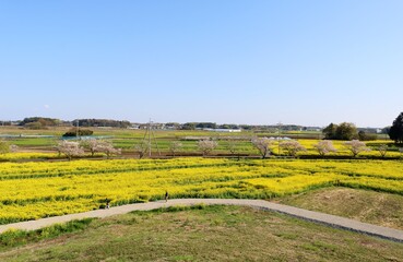 菜の花畑　田舎　風景