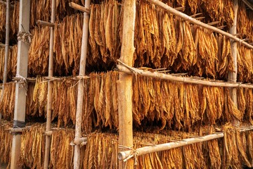 Curing Burley Tobacco Hanging in a Barn.Tobacco leaves drying in the shed.Agriculture Tobacco farmers use tobacco leaves to incubate tobacco leaves naturally in the barn.