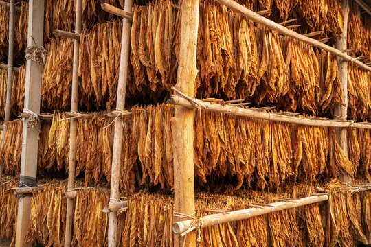 tobacco hanging inside drying barn | View of fresh cut tobac… Tobacco hanging on racks in