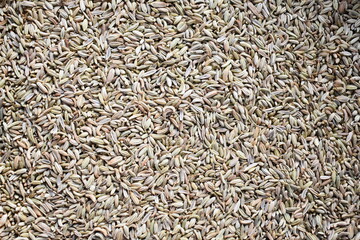 Raw whole dried fennel seeds