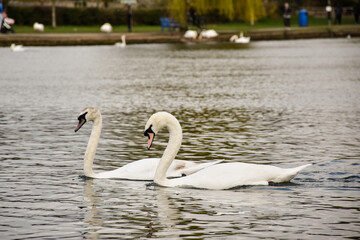Obraz premium The couple of swans. Loving swans forming a heart.