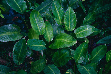 Close-Up Of  Dark green leaves