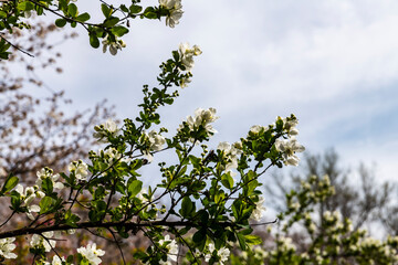 林業試験場樹木公園の梅花下野　バイカシモツケ