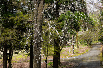 林業試験場樹木公園の紅枝垂桜