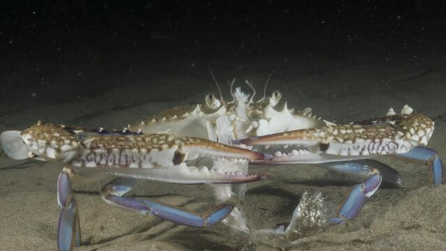 Unique and rare footage of a Blue Swimmer Crab using its claws to eat part of a fish underwater at night