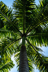 Look up of palm tree on sunny day. Tropical holidays concept © Miguel Vidal/Wirestock