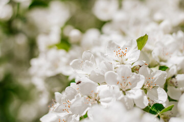 Blooming apple trees. Close-up of flowering branches of an apple tree on a bright sunny day. Selective focus
