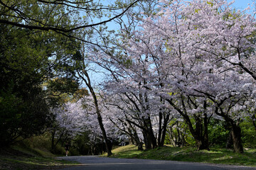 Fototapeta na wymiar 朝日を浴びる満開の桜並木と、遊歩道に散った桜の花びらが見える公園の風景