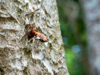 Cicada or Metamorphosis is the signal of summer season.