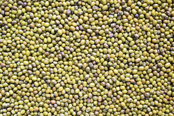 Green color raw whole dried Mung bean