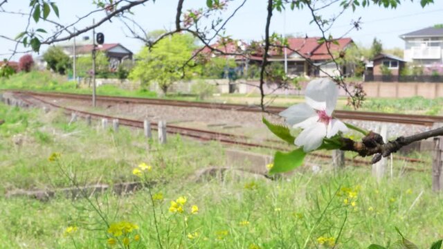 風に揺れる桜とローカル線の線路(電車なし)　千葉県　小湊鉄道　春のイメージ