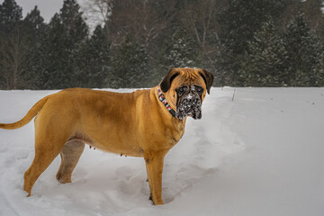  2021-04-07 A BULLMASTIFF PLAYING IN THE SNOW ON SNOQUALMIE PASS IN WASHINGTON STATE