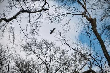 Huge birds and pelicans in park istanbul in gulhane park istanbul. birds nest on huge and dried tries and pelicans are landing and fluttering with blue sky background.