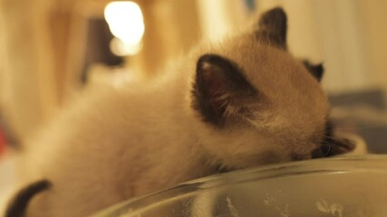 Tabby and Bombay kittens drinking from a bowl, close up