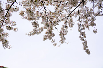 Beautiful spring flower cherry blossoms, Sakura Flower With Beautiful Nature Background