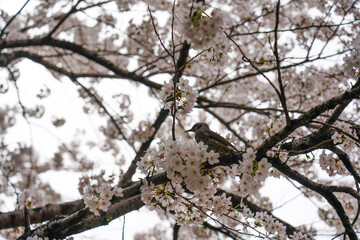 Beautiful spring flower cherry blossoms, Sakura Flower With Beautiful Nature Background