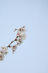 Beautiful spring flower cherry blossoms, Sakura Flower With Beautiful Nature Background