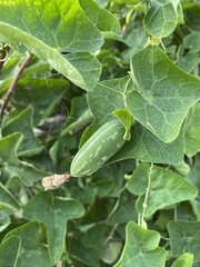 green Ivy gourd in garden
