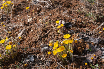 a group of coltsfoot plants in sunlight