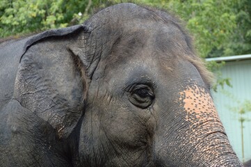 close up elephant in nature garden