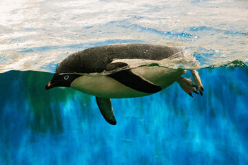 Pinguino Gentoo, nadando.