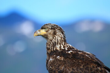 Fototapeta premium portrait of a eagle