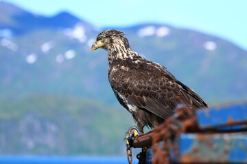 red tailed hawk