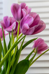 Bouquet of spring flowers - pink tulips