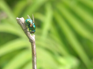 fly on leaf