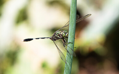 dragonfly on a flower