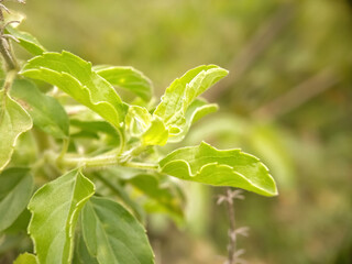 close up of leaves