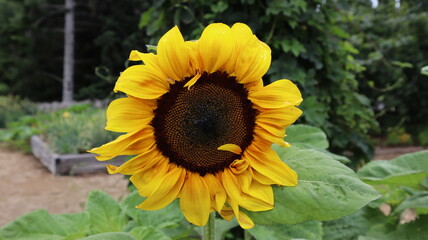 sunflower in the garden