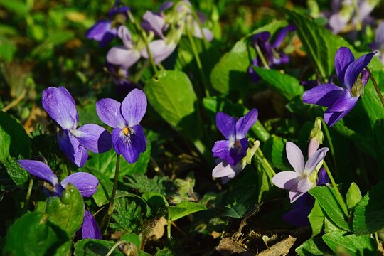 Pink and violet Heath Viola flowers, latin name Viola Canina, blooming during sunny spring day. 