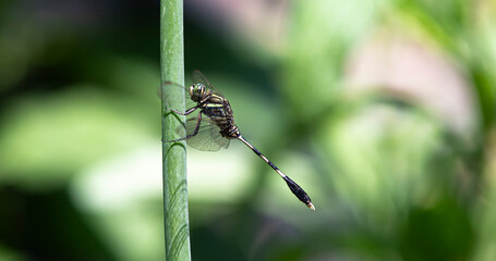 dragonfly on a flower