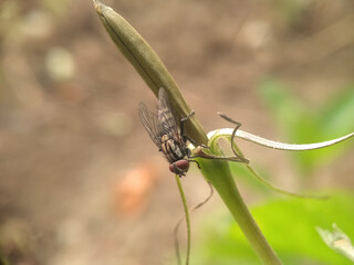 dragonfly on a leaf