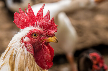 Rooster face details